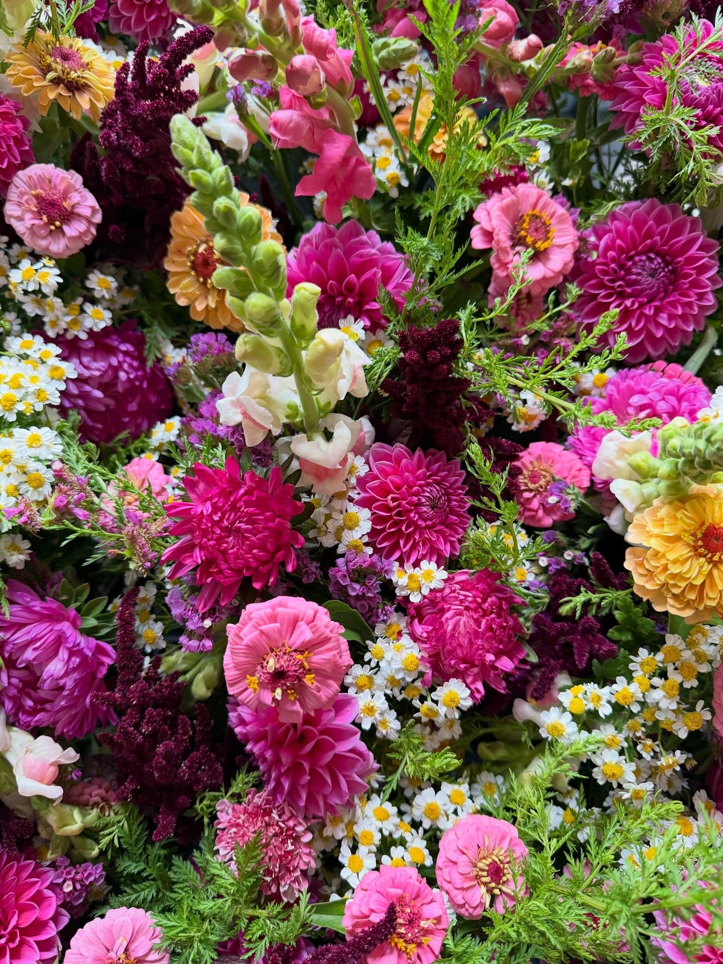 O'Sea Lavender and Cut Flower Farm  3